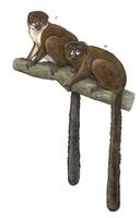 Image of: Eulemur rubriventer (red-bellied lemur)