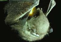 Image of: Haplonycteris fischeri (Philippine pygmy fruit bat)