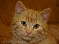 Felis silvestris catus - Feral Cat