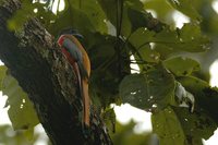 Malabar Trogon - Harpactes fasciatus