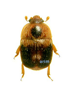 미기록 납작밑빠진벌레 - Aethina maculicollis