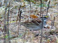 White-throated Sparrow. Photo by Greg Gillson