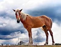 New Forest Pony , Hampshire , England stock photo