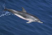 Atlantic Spotted Dolphin Calf