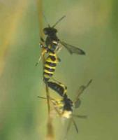 Solitary Wasp (Cerceris quinquefasciata) Mike Edwards