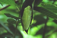 : Hypsiboas albomarginatus