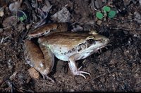 : Ptychadena anchietae; Anchieta's Ridged Frog