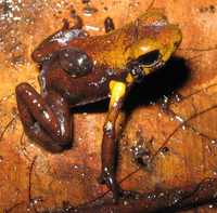 : Ranitomeya tolimense; Gold Poison Frog