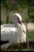 : Ciconia ciconia; White Stork