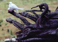 : Gygis alba rothschildi; White Tern (fairy)