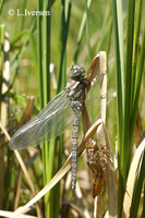 : Aeshna subarctica; Subarctic Hawker