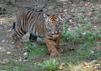 : Panthera tigris sumatrae; Sumatran Tiger
