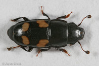 : Glischrochilus quadrisignatus; Four-spotted Sap Beetle