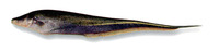 Sternopygus macrurus, Longtail knifefish: fisheries, aquarium
