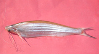 Ailia coila, Gangetic ailia: fisheries