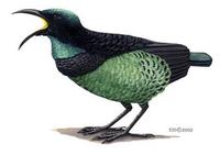 Image of: Ptiloris victoriae (Victoria's riflebird)
