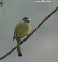 Collared Finchbill - Spizixos semitorques