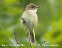 Blunt-winged Warbler - Acrocephalus concinens