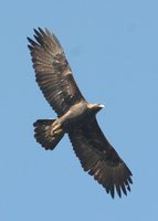 Golden Eagle - Aquila chrysaetos