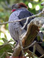 Topknot Pigeon - Lopholaimus antarcticus