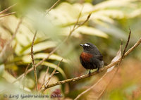 Maroon-chested Chat-Tyrant - Ochthoeca thoracica