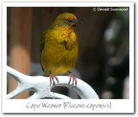 Cape Weaver - Ploceus capensis