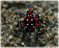 주홍날개매미충