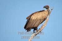 White backed Vulture stock photo