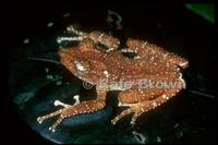 : Nyctixalus spinosus; Spiny Tree Frog