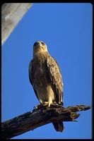 : Aquila rapax; Tawny Eagle