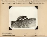 : Male Flicker at nest; Date: 1919;   ...