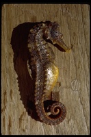 : Hippocampus ingens; Pacific Seahorse