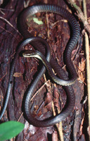 : Dendrelaphis calligastra; Northern Tree Snake