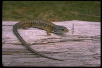: Elgaria coerulea shastensis; Shasta Allligator Lizard