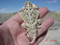 : Phrynosoma platyrhinos platyrhinos; Northern Desert Horned Lizard
