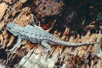 : Sceloporus occidentalis occidentalis; Northwestern Fence Lizard