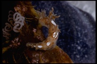 : Dendronotus sp.
