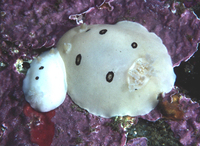 : Dialula sandiegensis; San Diego Dorid