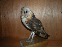 가면올빼미 Tyto longimembris | Eastern Grass Owl