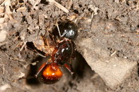 Camponotus ligniperdus