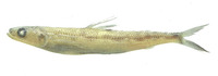 Saurida caribbaea, Smallscale lizardfish:
