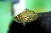 Polycentropsis abbreviata, African leaffish: aquarium