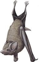 Image of: Balantiopteryx plicata (gray sac-winged bat)