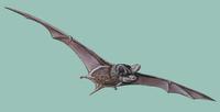 Image of: Chaerephon pumilus (little free-tailed bat)