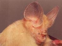 Image of: Hipposideros speoris (Schneider's roundleaf bat)
