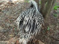 Image of: Hystrix africaeaustralis (Cape porcupine)