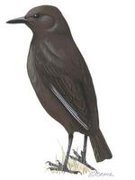 Image of: Myrmecocichla aethiops (northern anteater chat)