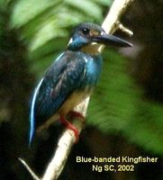 Blue-banded Kingfisher - Alcedo euryzona