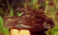 Streaky-breasted Jungle Flycatcher - Rhinomyias additus
