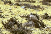 Golden-spotted Ground-Dove - Metriopelia aymara